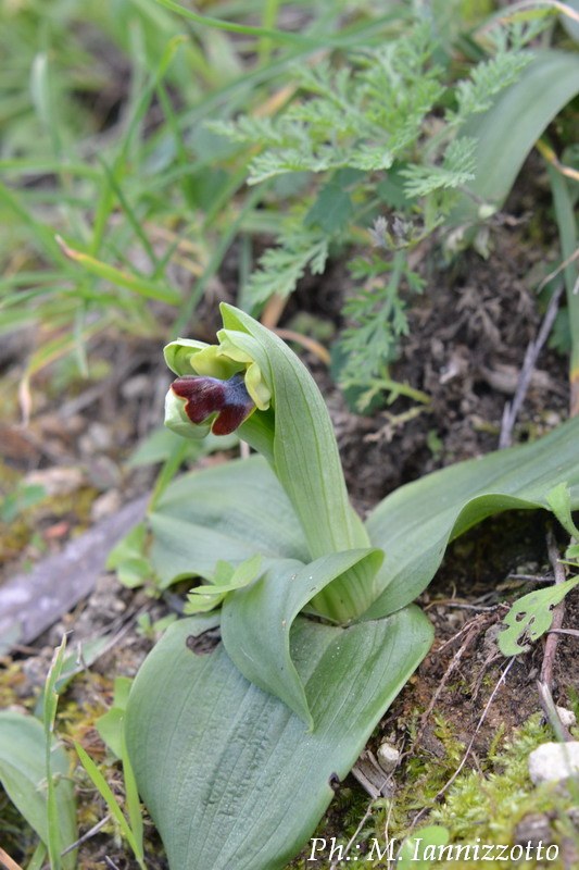 Particolare del fiore di Ophrys fusca